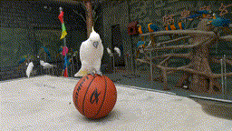 微信图片_20211109093258 00_00_00-00_00_30.gif