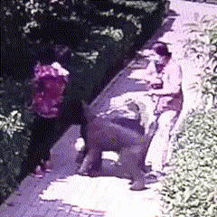微信图片_20211120102748 00_00_00-00_00_30.gif 气哭“小莉”的狗主人,停职、道歉!