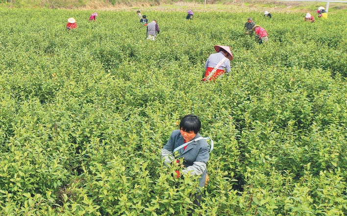 合肥首批春茶进入采摘期
