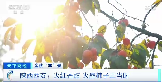 网购“爆单”！火晶柿子，火了→