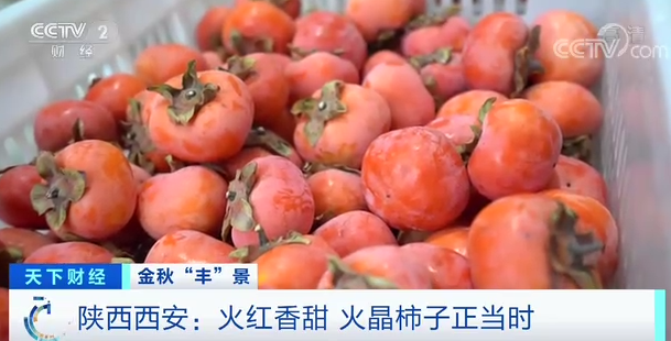 网购“爆单”！火晶柿子，火了→