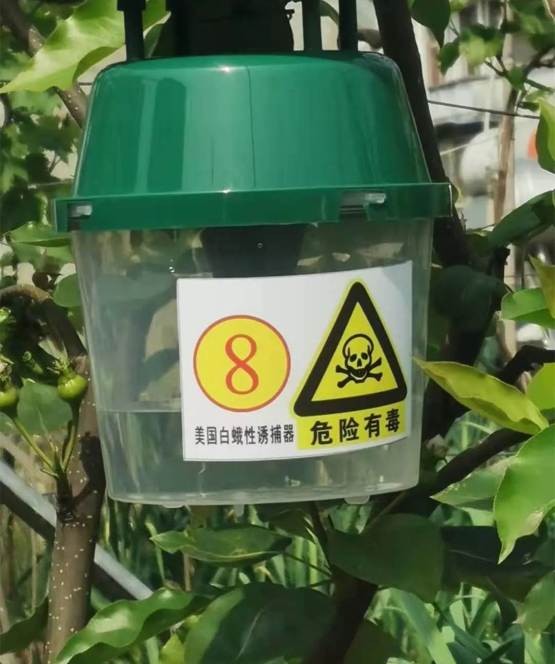 警惕！阜阳被列入“美国白蛾疫区”！