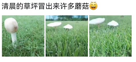 紧急！阜阳雨后突然大量出现…千万别吃！