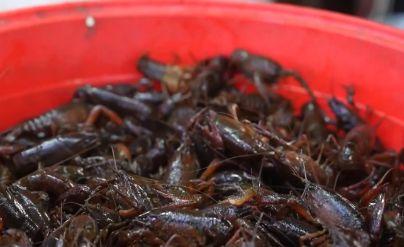 “夜宵顶流”小龙虾上市 预计4月价格达到最低点
