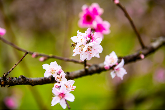 江西永修：18载桃花节托起乡村振兴梦图2