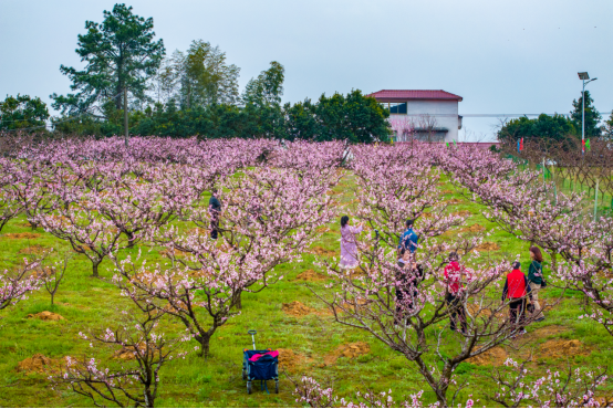 江西永修：18载桃花节托起乡村振兴梦图3