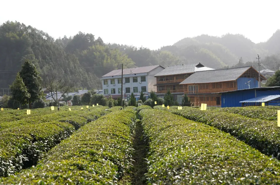 你不知道的益阳 | 安化茶有多牛？曾是贡茶，制作技艺是国家级非遗、人类非遗！图1